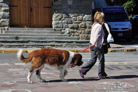 Levando o São Bernardo para passear em Bariloche, na Argentina